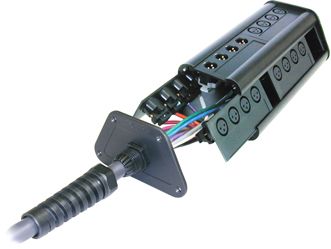 ニケ　4コンプ分 Nepenthes veitchii x clipeata, CAR-0128 – Carnivero